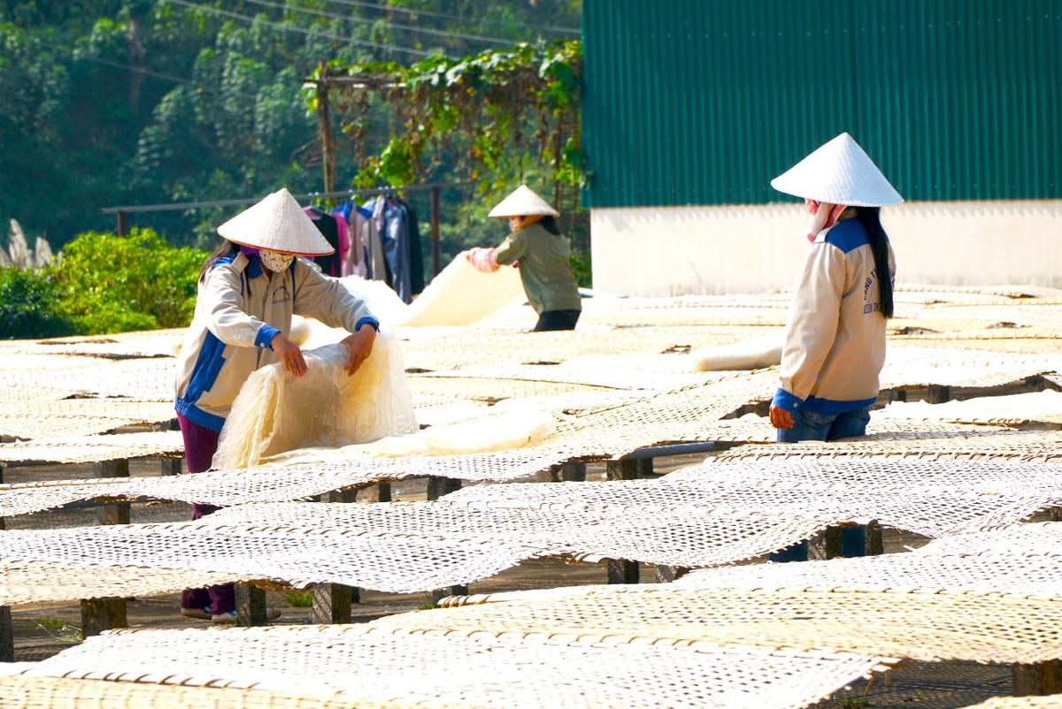 Cơ sở sản xuất miến dong - sản phẩm OCOP trên địa bàn huyện Bình Liêu, tỉnh Quảng Ninh.