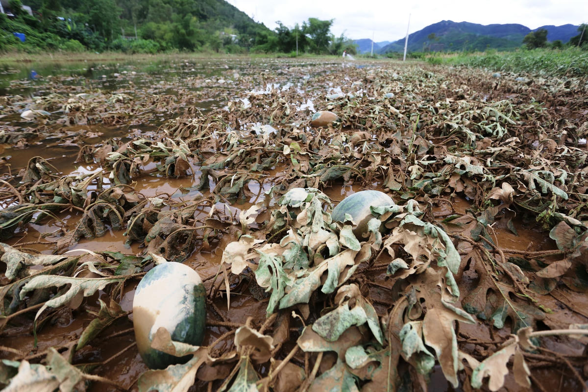 Ruộng dưa của người dân dọc sông Vu Gia bị lũ càn quét.