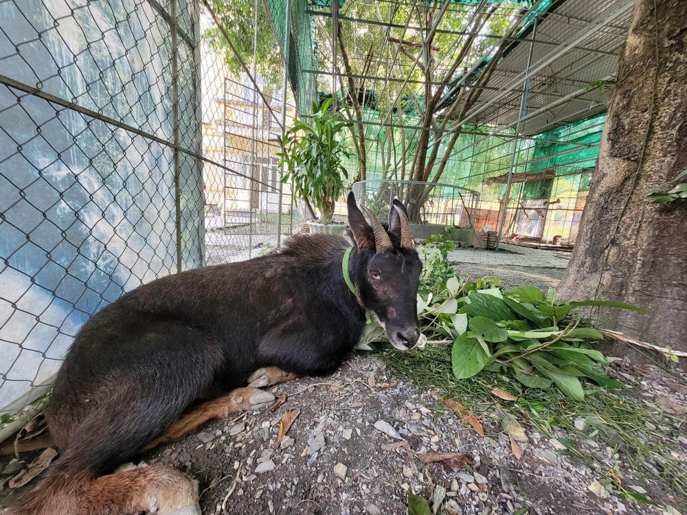 Cá thể sơn dương bị các đối tượng đặt bẫy trong rừng.