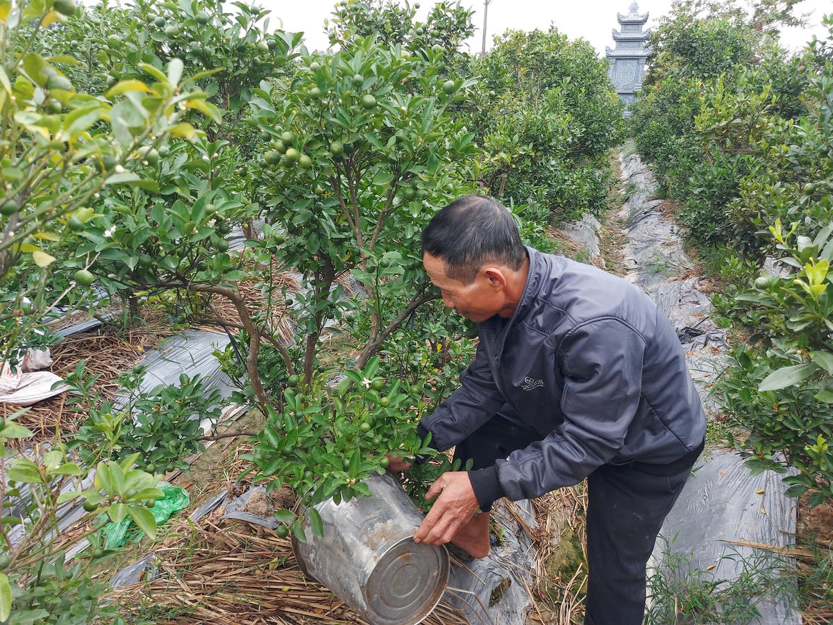 Treo bảng bán quất cả tuần nay nhưng vườn quất của ông Trí vẫn chư bán được cây nào.