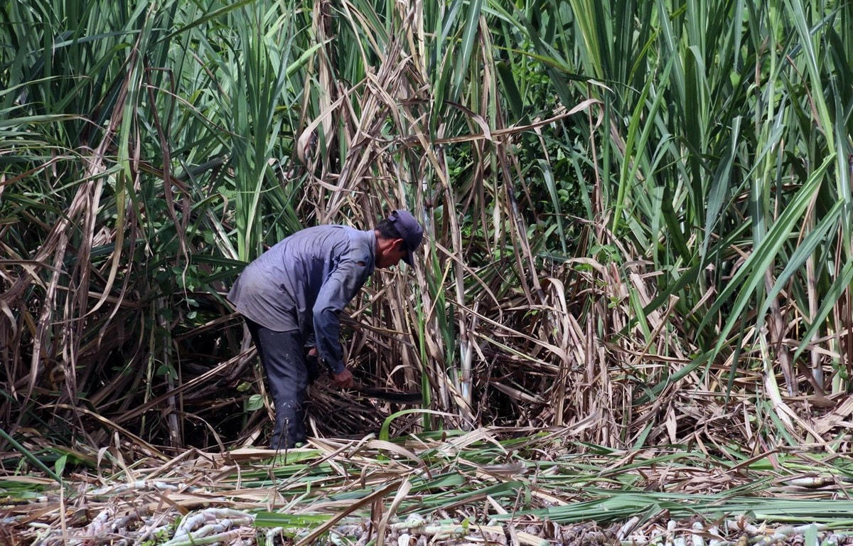 Ngành mía đường đang chịu tác động kép từ dịch Covid-19 và Hiệp định ATIGA. Ảnh: TTX.
