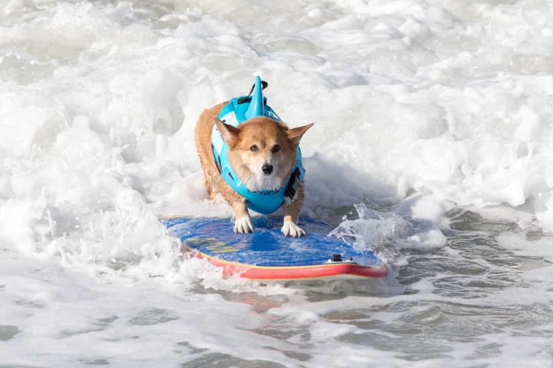 [ẢNH] Lạ lùng chó thi... lướt sóng