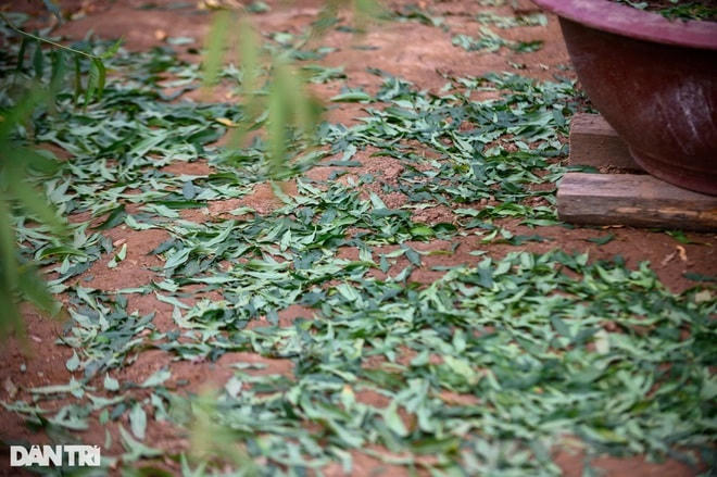 Mỗi ngày, những người trồng đào có thể tuốt lá cho từ 5 - 8 cây tùy vào kích thước. Tuy nhiên, nhiều hộ dân cũng thuê người tuốt lá đào với mức chi trả từ 300 - 400 ngàn đồng/ngày để tiết kiệm thời gian. Ảnh: Dân Trí.