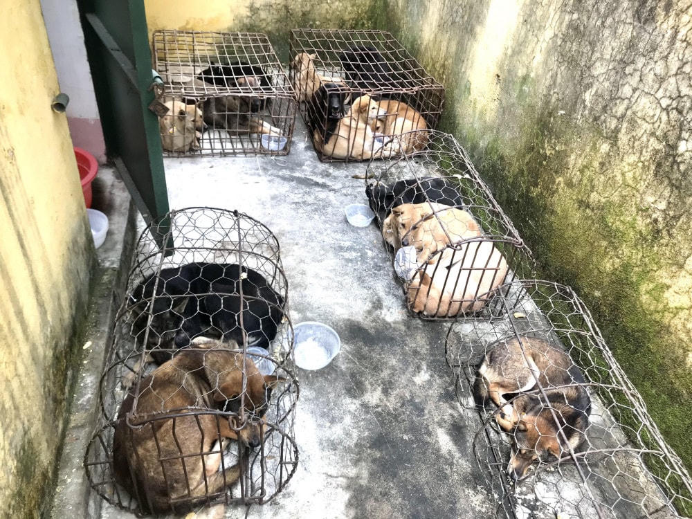 Số chó thu giữ tại nhà Trần Quốc Công. Ảnh: Cao Trang.