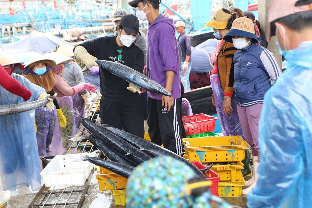 Một tàu cá Quảng Ngãi đánh bắt trúng cá thu.