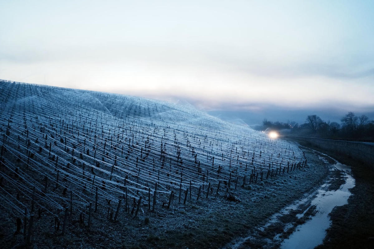 Nước được phun trong vườn nho để bảo vệ nụ và hoa đang nở khỏi sương giá, ở Chablis, vùng Burgundy, Pháp. Ảnh: AP.