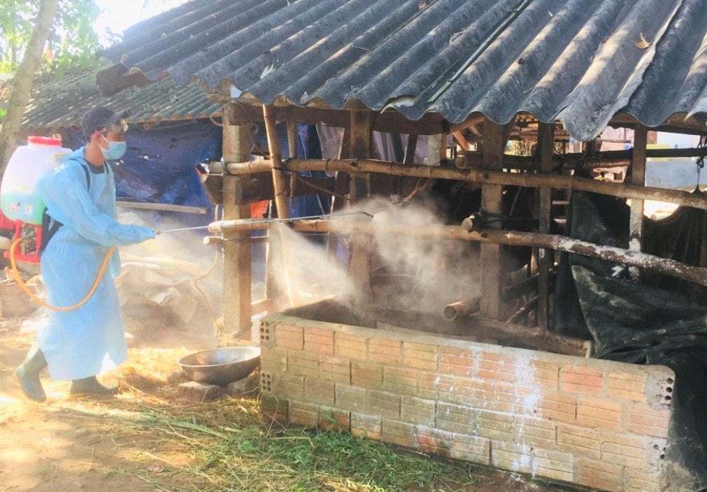 Phun thuốc khử trùng chuồng trại.