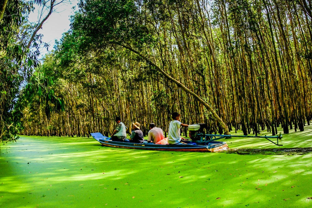 Trong rừng tràm Trà Sư.    (An Giang)