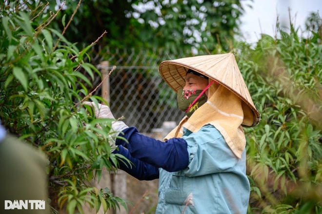 Đây được coi như công đoạn cuối cùng để chuẩn bị cho đào ra hoa, cũng là công đoạn đòi hỏi sự phán đoán kĩ lưỡng từ người trồng đào để nở hoa đúng dịp Tết. Ảnh: Dân Trí.