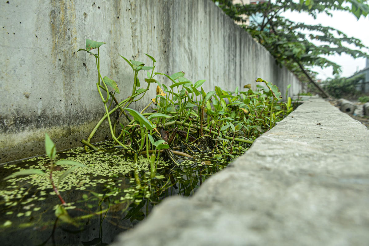Tại vách tường chắn đê, do lâu ngày không có người thi công, nước mưa tích tụ những hàng rau muống mọc kín thành hàng.