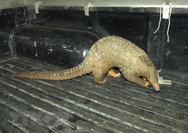 Cá thể Tê tê quý hiếm được người dân vây bắt bàn giao cho hạt kiểm lâm. Ảnh: TTXVN.