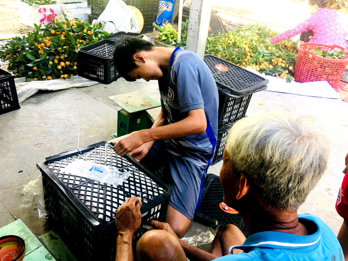 Đóng gói trái thanh trà để chuyển cho thương lái xuất đi các địa phương. 