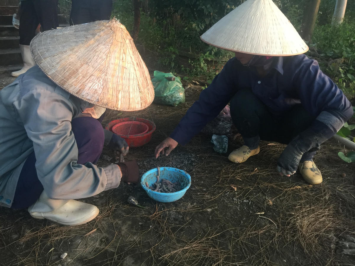 Phân loại trước khi bán cho các thương lái.