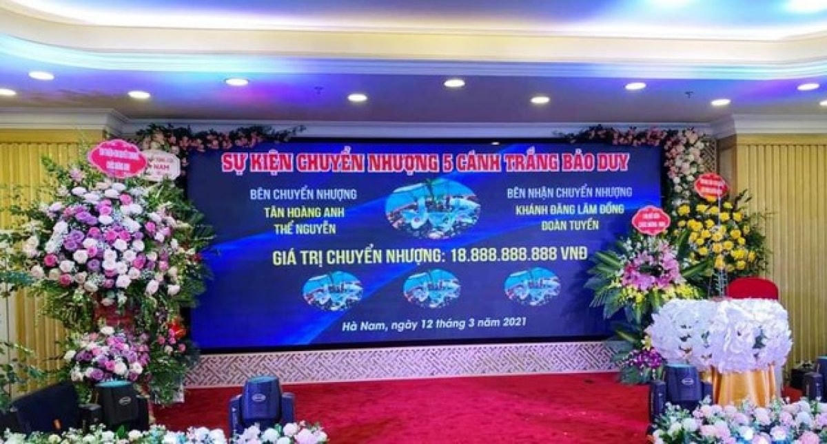99% đối tượng buôn bán hoa lan là giả 