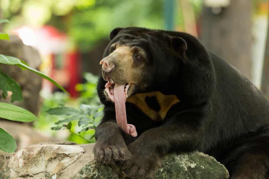 Động vật hoang dã: Những chiếc lưỡi đặc biệt và hữu dụng