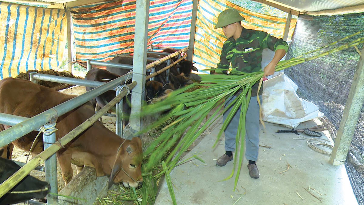 Đảm bảo dinh dưỡng cho đàn vật nuôi trong mùa giá rét.