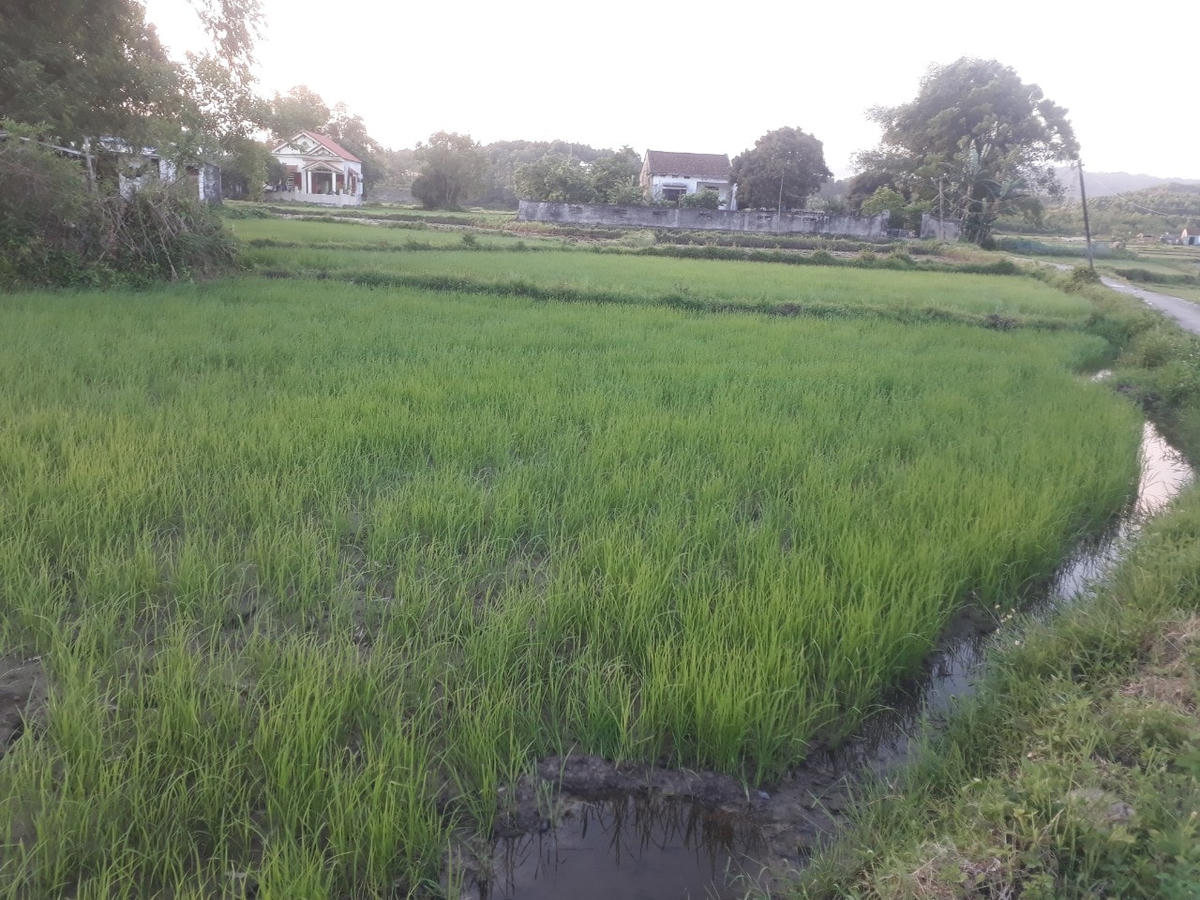 Người dân nhiều năm bỏ ruộng, tuy nhiên sau 2 năm dịch đã cấy hết ruộng bỏ hoang.