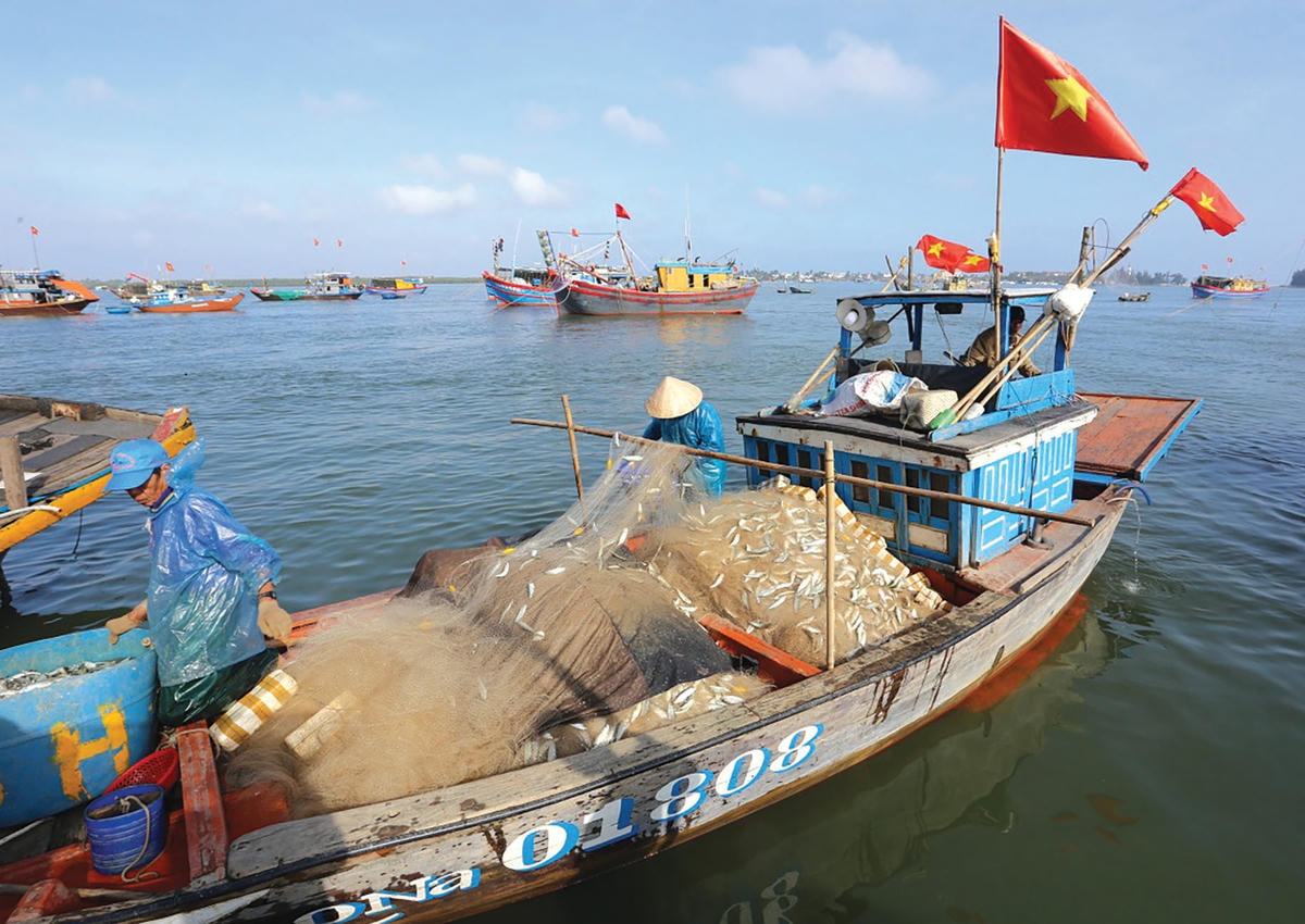 Ngư dân chở tấm lưới mắc nhiều cá trích tươi rói.  