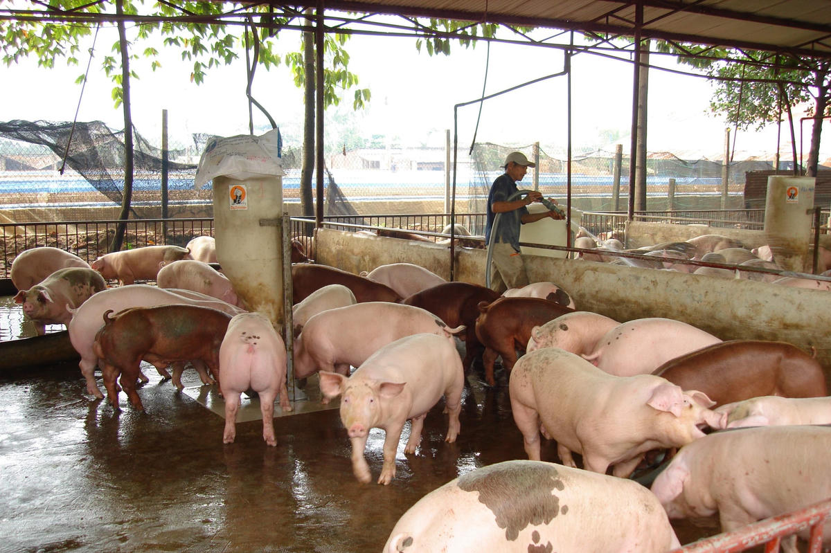 Chăn nuôi là một trong những ngành chịu ảnh hưởng nặng nề nhất từ việc giá nguyên liệu tăng cao.