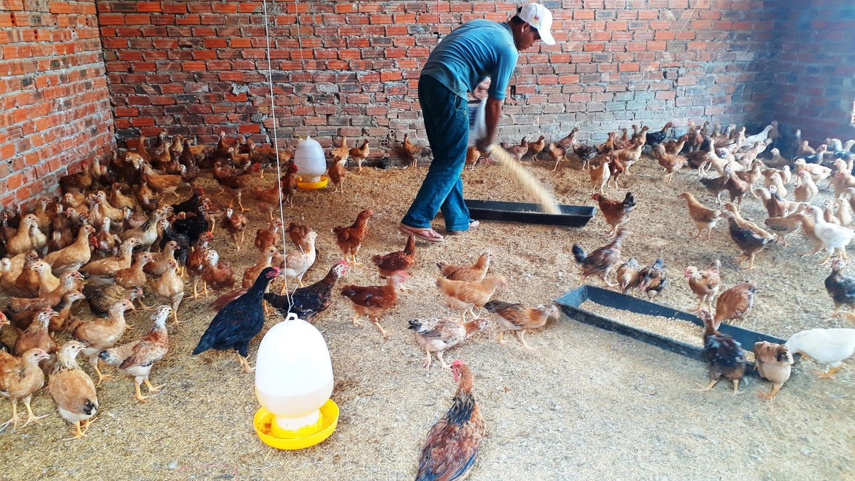 Tổng đội TNXP tỉnh Quảng Nam nuôi gà giống để cung cấp cho người dân trong làng.