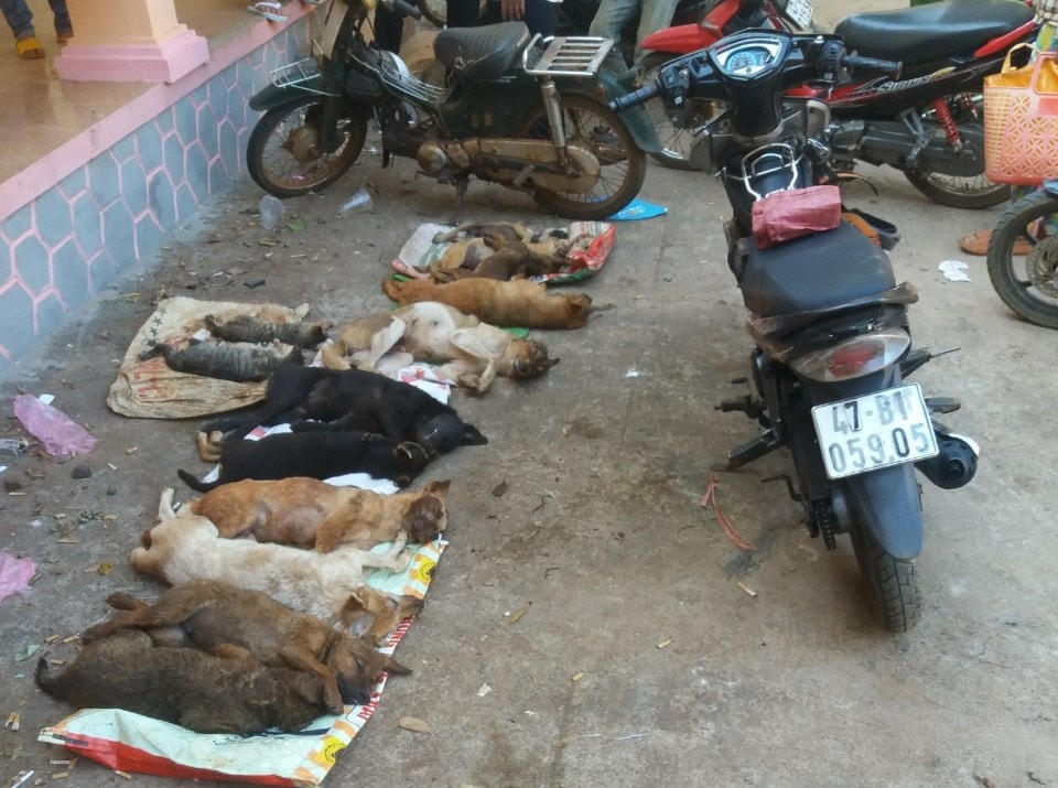 : Hàng chục chó, mèo bị các đối tượng đã đánh bả .