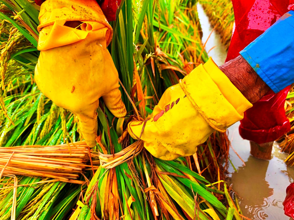 Người dân buộc lúa lại thành bó cho khỏi ngã.