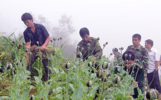 Bộ đội Biên phòng Hà Giang phối hợp với Công an xã, dân quân trên địa bàn tổ chức triệt phá cây thuốc phiện.