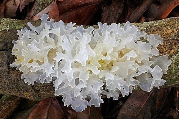 Món ăn bài thuốc tăng sức đề kháng, phòng bệnh trời lạnh
