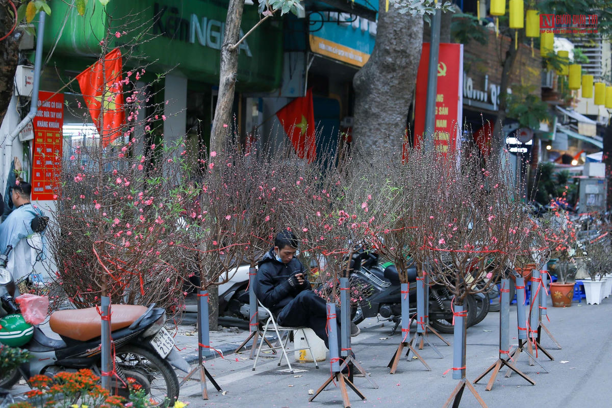 Người trồng hoa lo mất Tết