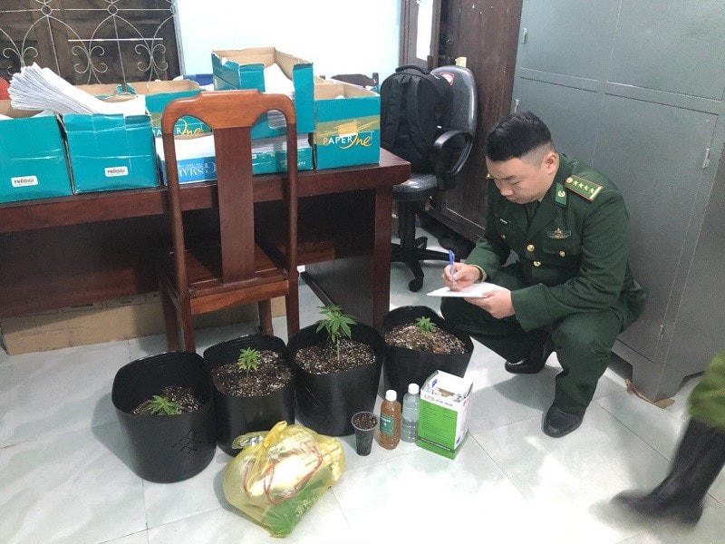 Những cây cần sa và hạt giống được lực lượng chức năng thu giữ. ẢNh: N.B.