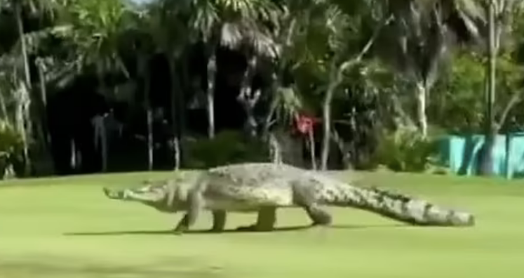 Cá sấu xuất hiện trên sân golf ở Mexico (Ảnh chụp màn hình).