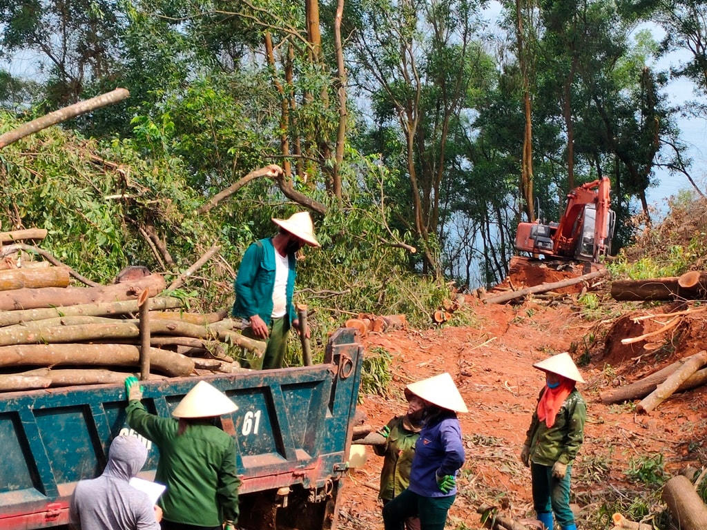 Đưa gỗ keo lên xe đi tiêu thụ.  