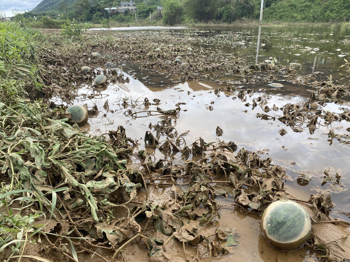 Dưa bắt héo là hư cây, hư trái.