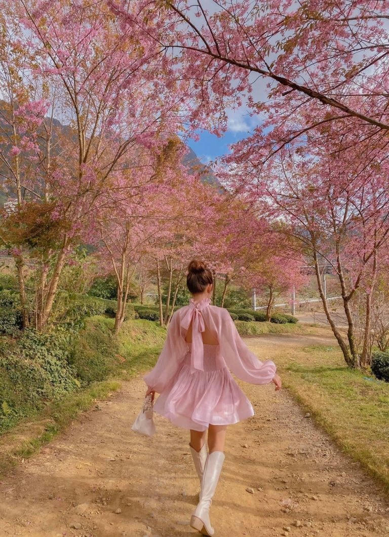 Hình ảnh mùa hoa anh đào khoe sắc tại Sapa.