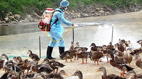 Phun khử khuẩn sát trùng phòng chống dịch bệnh trên đàn gia cầm.