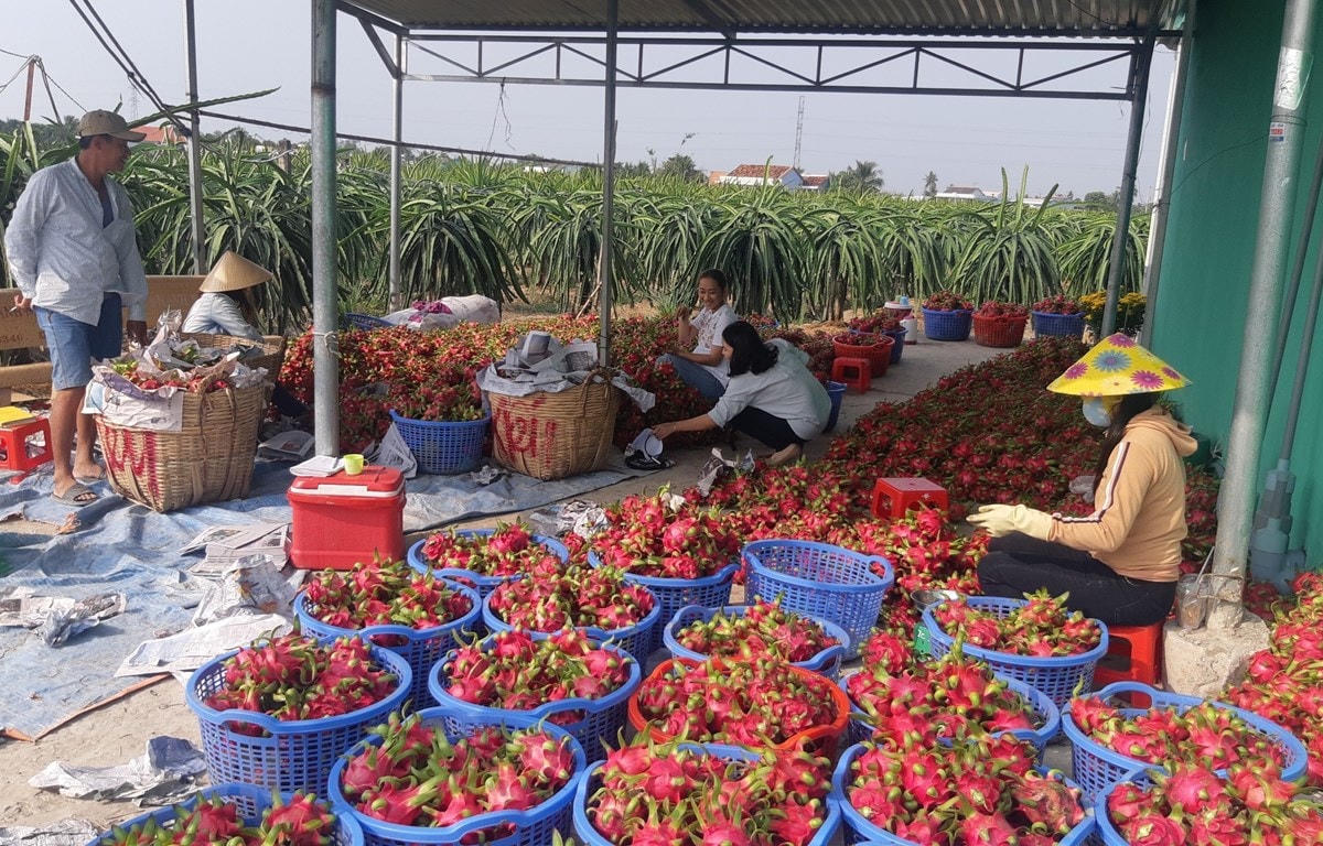 Thanh Long Bình Thuận lại rớt giá thê thảm.