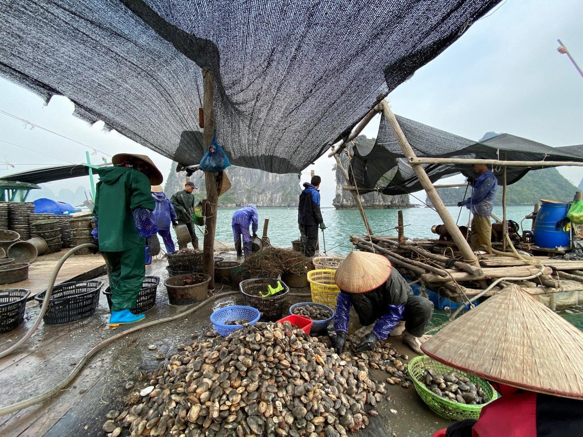 Người dân Vân Đồn thu hoạch ngao hai cùi.