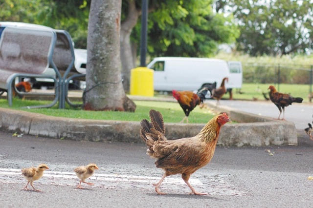 Lạ lùng hòn đảo bị hàng nghìn con gà hoang ‘xâm chiếm’