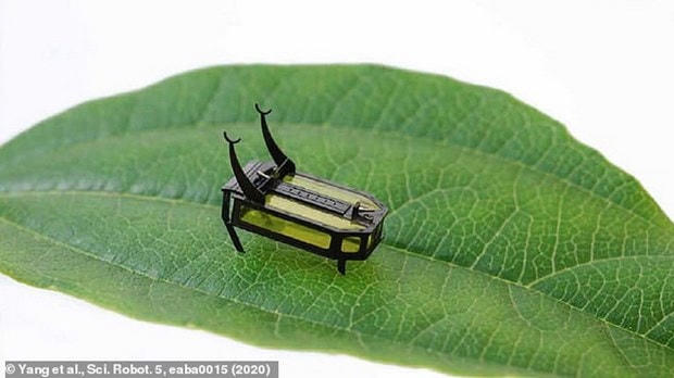 Robot siêu nhỏ RoBeetle. (Nguồn: Daily Mail).