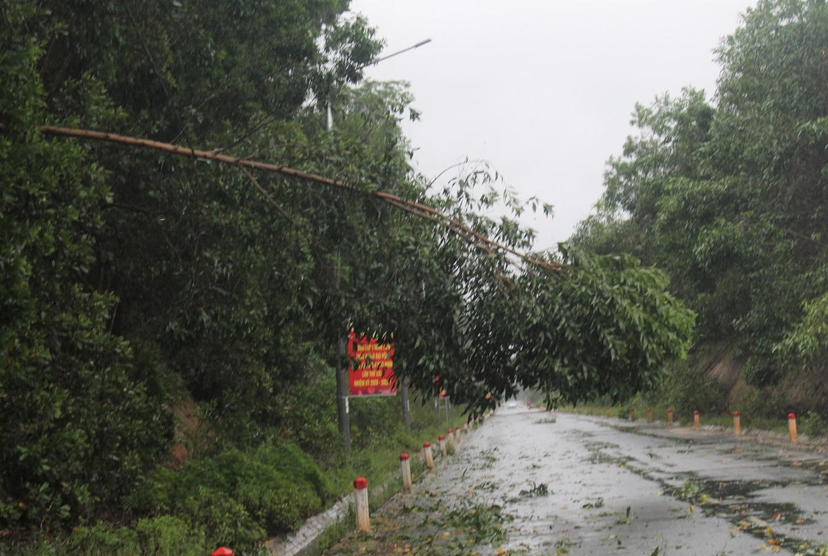 Một số cây cối ngã đổ ra đường hướng Phú Ninh- Tam Kỳ.