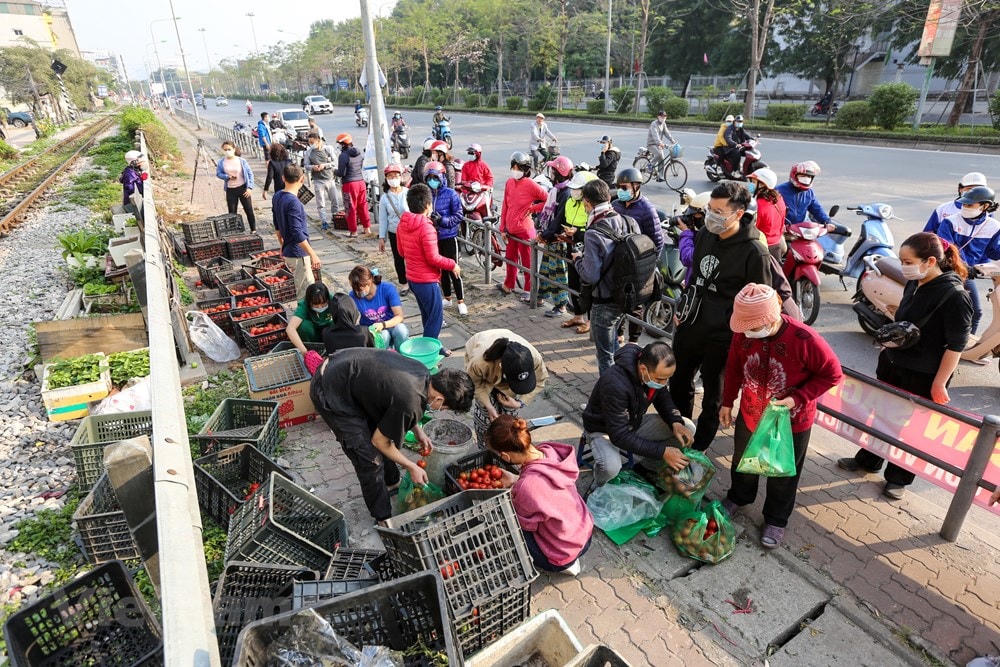 Do ảnh hưởng của tình hình dịch bệnh, nhiều mặt hàng nông sản của bà con nông dân ở tỉnh Hải Dương như bắp cải, su hào, cà rốt, cà chua, ổi... đến thời điểm thu hoạch nhưng bị dồn ứ, không thể bán hay xuất khẩu ra nước ngoài được khiến người nông dân rơi vào cảnh khó khăn. (Ảnh: Minh Sơn/Vietnam+).