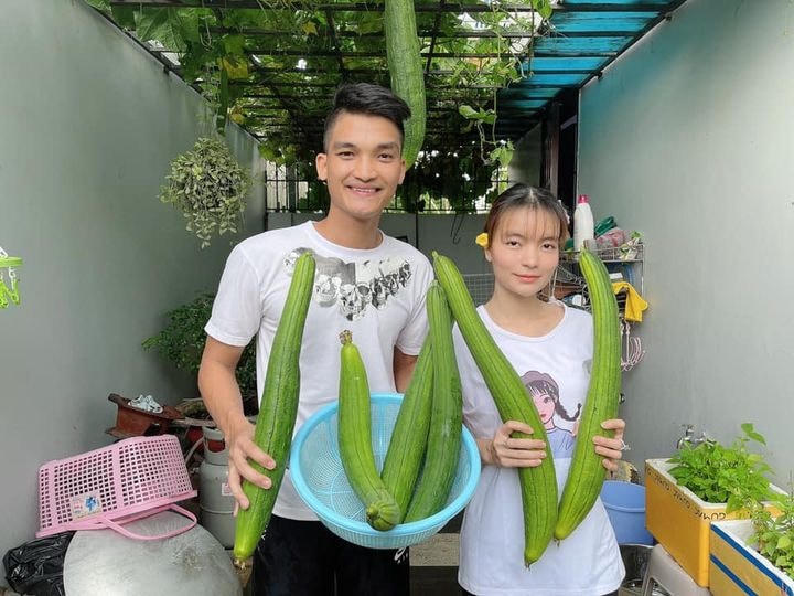 Vợ chồng Mạc Văn Khoa khoe mướp vườn nhà rất to và dài, 6 quả gần 5 kg.