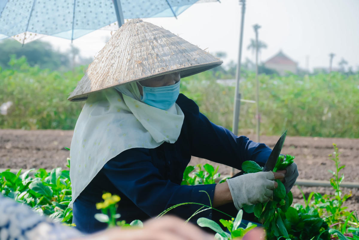 Những bó rau khi thu hoạch tại ruộng, mọi người sẽ thực hiện cắt, bỏ luôn những phần lá vàng, lá sâu để bó rau được đảm bảo chất lượng.