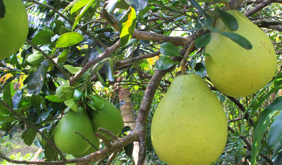 Cách làm món chè bưởi thơm ngon không bị đắng