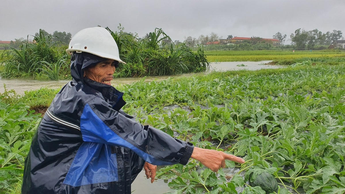 Ông Thành đang than thở bên ruộng dưa bị ngập nước.