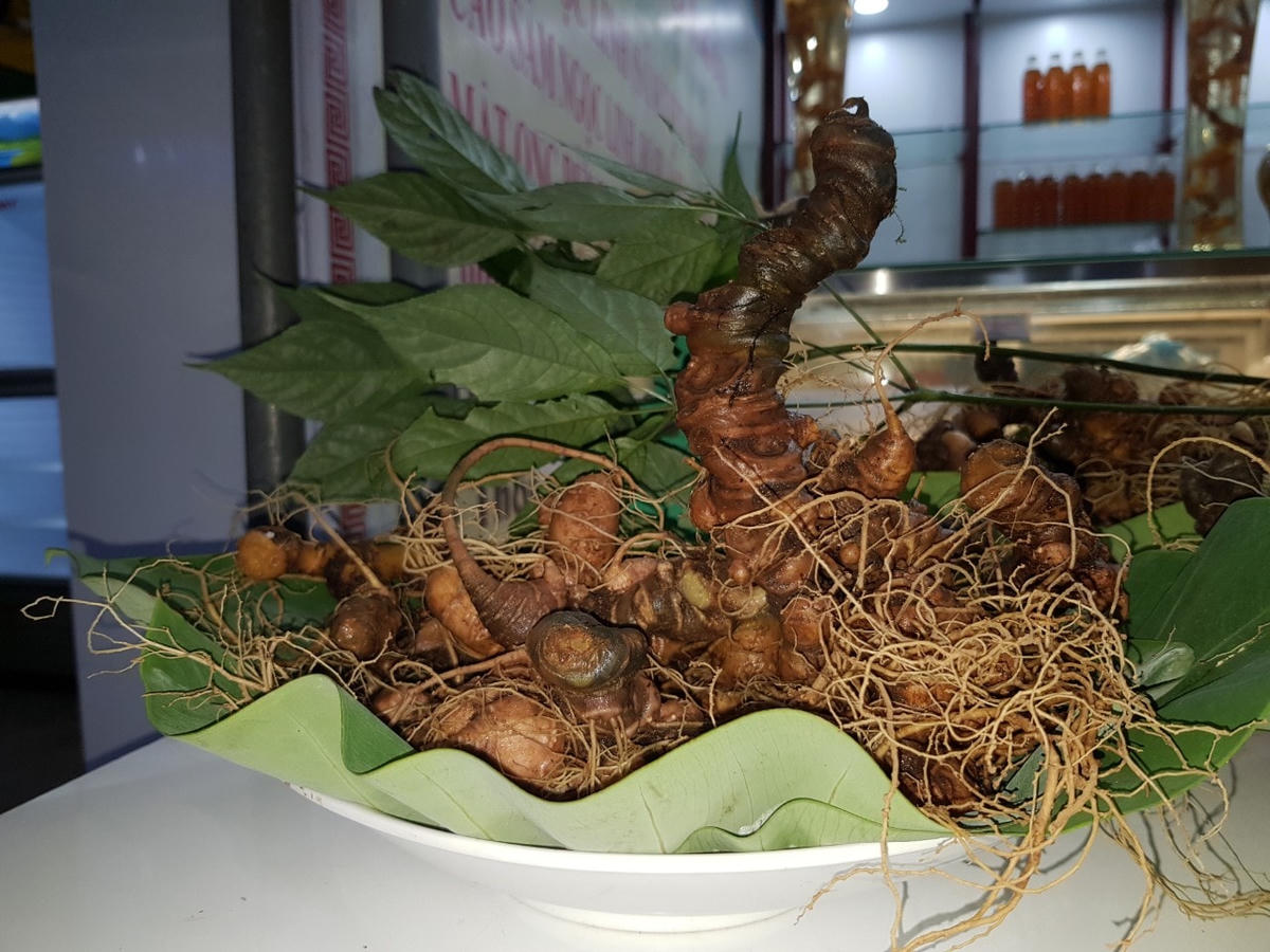 Củ sâm lớn nhất nặng 300gr được bày bán sáng ngày 1/1.