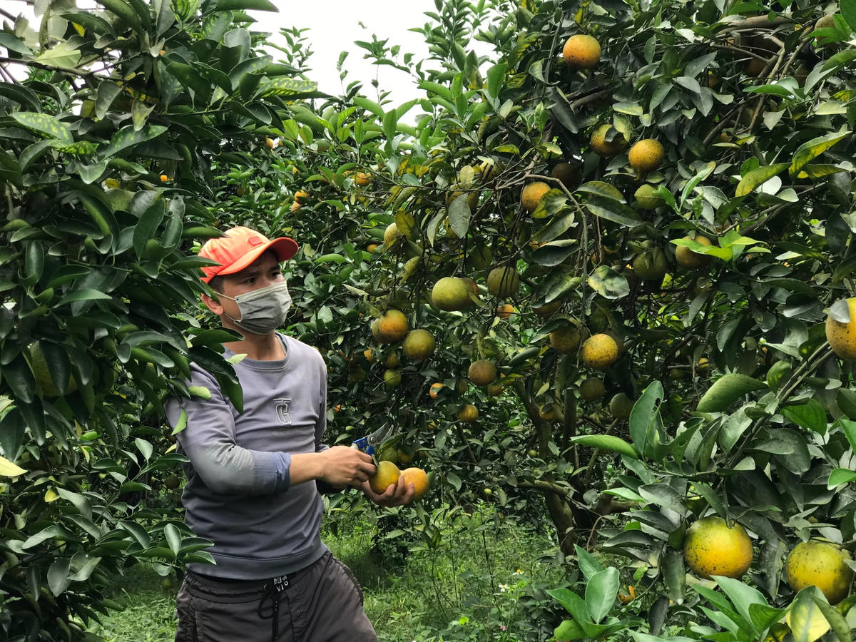 Sản lượng cam toàn huyện ước đạt 4.000 tấn. 