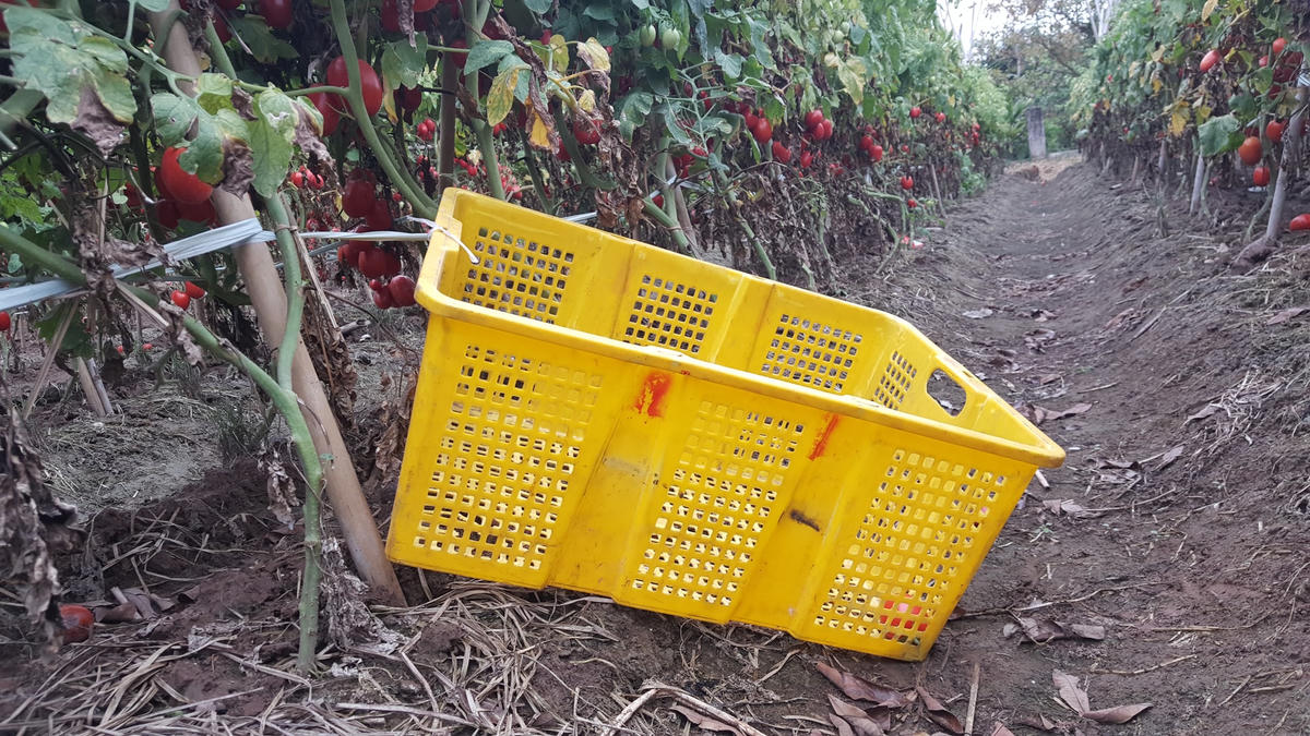 Bình thường, được giá, bán một khay cà chua 27 kg này nông dân địa phương thu mấy trăm nghìn đồng. Giờ không có người thu mua, nó bị vứt chỏng chơ ngoài ruộng.