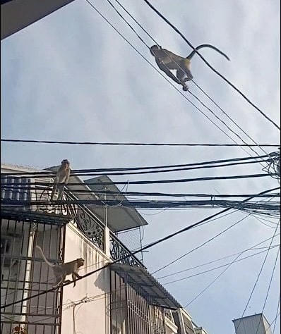 3 con khỉ nhảy nhót trên dây điện khiến nhiều người dân hãi hùng.