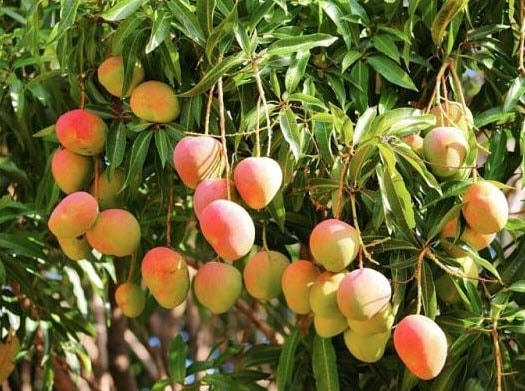 Vườn xoài Úc được mùa.